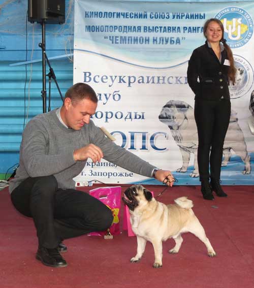 Мопс