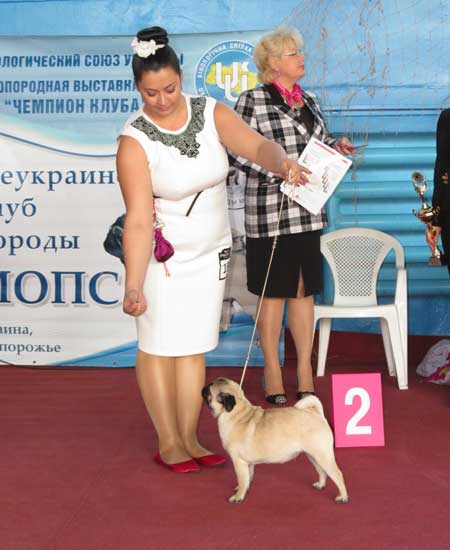 Мопс