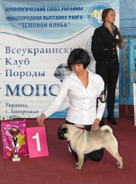 Мопс