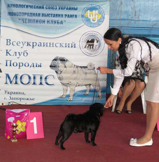 Мопс