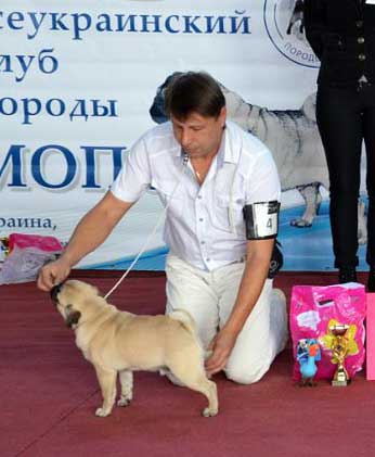 Мопс