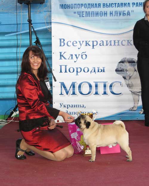 Мопс