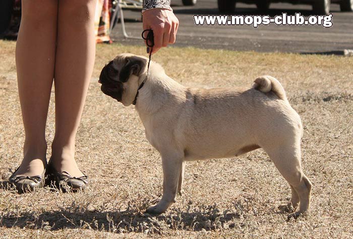 мопс WHOOP-DE-DO NON STOP ROCK`N ROLL мопс WHOOP-DE-DO NON STOP ROCK`N ROLL