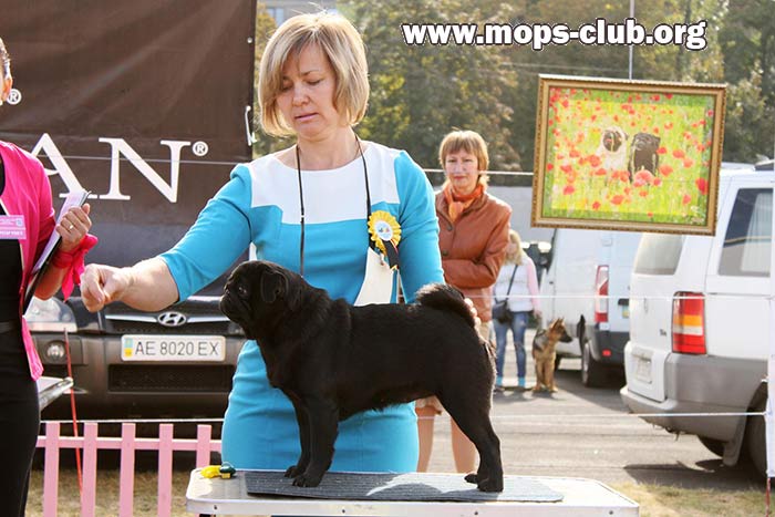 мопс HABENERO DE JAVU SANTA DOMINIKA мопс HABENERO DE JAVU SANTA DOMINIKA