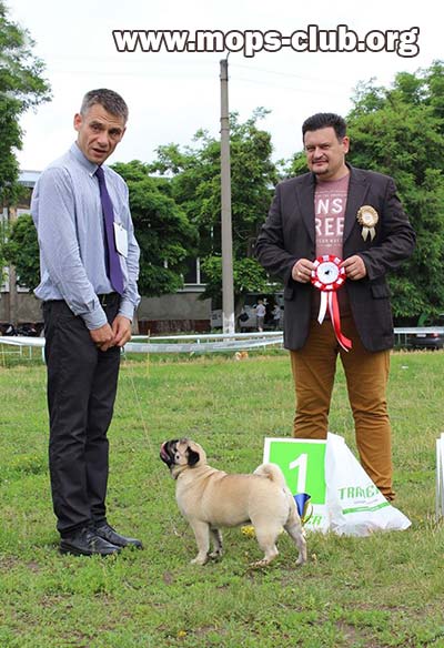мопс AGRIPINA SWEET PUG UA мопс AGRIPINA SWEET PUG UA