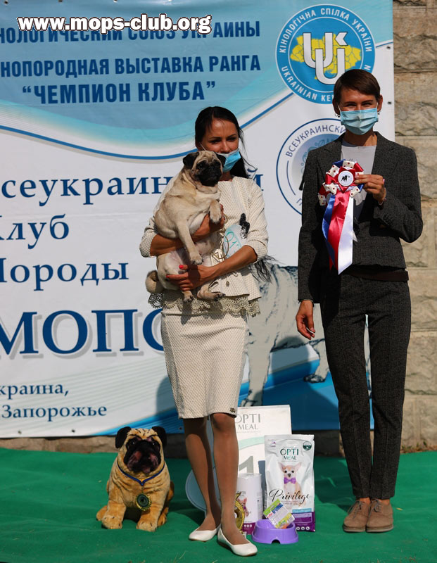 мопс мопс